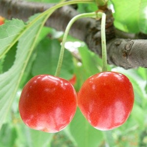 クール便】さくらんぼ 佐藤錦 手詰 500g: JA庄内たがわ