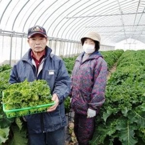 産地直送 通販 お取り寄せ新野菜 プチヴェール 50ｇ 12パック 2月下旬頃から発送開始 ｊａ庄内たがわ ｊａタウン