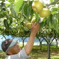 櫛引の梨“豊水”５ｋｇ（１２～１４玉） ９月下旬頃から順次発送