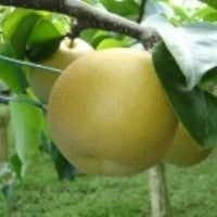 櫛引の梨“豊水”５ｋｇ（１２～１４玉） ９月下旬頃から順次発送