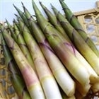 月山筍（根まがり筍）　５月中旬頃発送予定　限定30ケース！