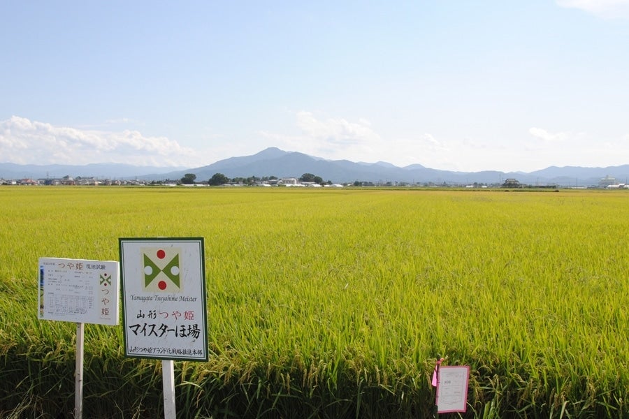 令和5年産】無洗米つや姫 (10㎏): JA鶴岡|【ＪＡタウン】産地直送 通販