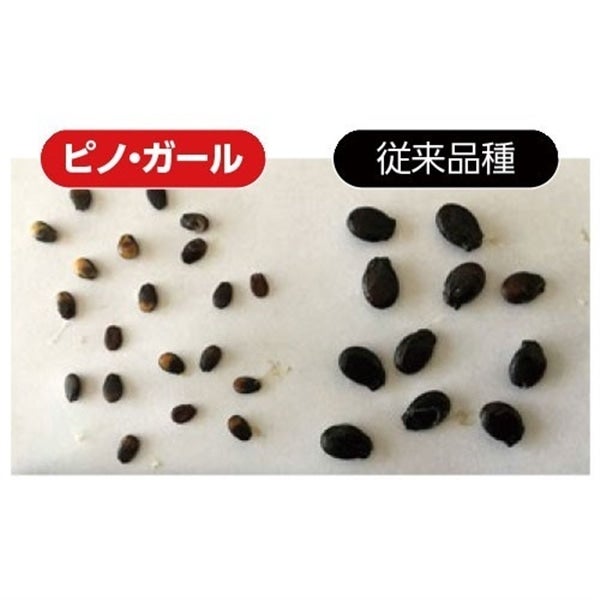 茨城県産 KEKの紅こだますいか 「ピノガール」2玉入り 【6月上旬