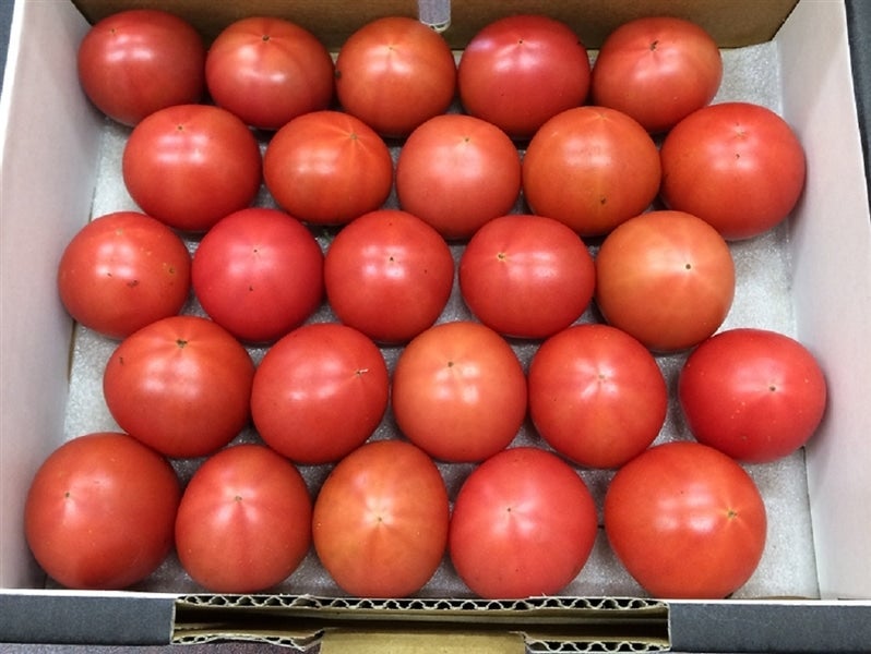 いばらきのブランドフルーツトマト 「恋のつぼみプレミアム」