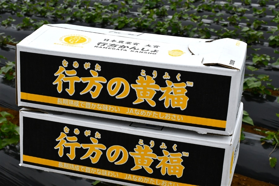 訳あり・不揃い】茨城県産『行方の黄福（こうふく）』約5kg（C品）JA