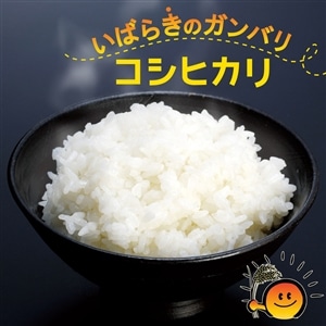 茨城県産コシヒカリ 2kg×8袋セット 新米】茨城県産『コシヒカリ』 2kg×2袋（令和8年産）: いいもの