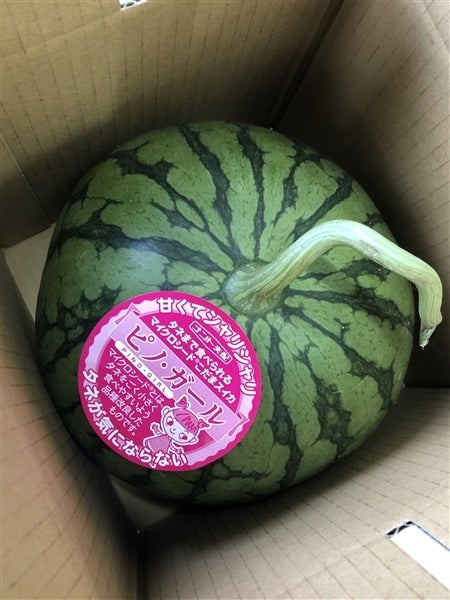 茨城県産 KEKの紅こだますいか 「ピノガール」2玉入り 【6月上旬
