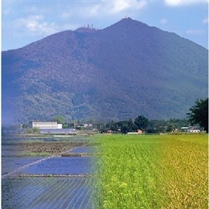 稲の成長に最適な茨城の気象条件が旨いお米を育てます！