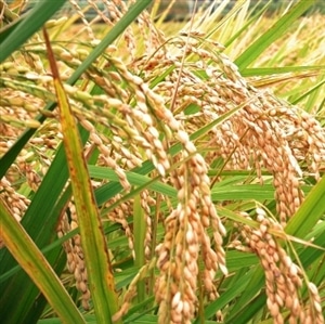 新米】茨城県産『コシヒカリ・無洗米コシヒカリ』 2kg×各1袋（令和8