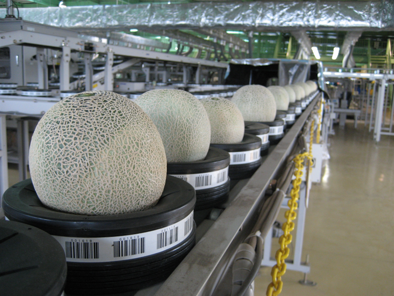 光センサーで1玉ずつ丁寧に糖度を計測し出荷しています!