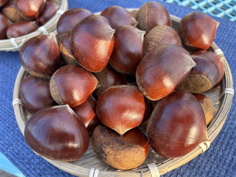 nene様ご相談用　茨城県笠間産　生栗 茨城県産『笠間(かさま)の栗』 JA常陸 3L・約2kg【11月上旬頃より順次