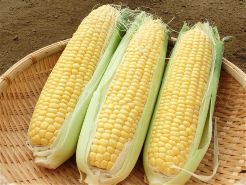 産地直送 通販 お取り寄せ初夏のとうもろこし「夏祭り（品種：味来）」 いいものいっぱい広場JAタウン
