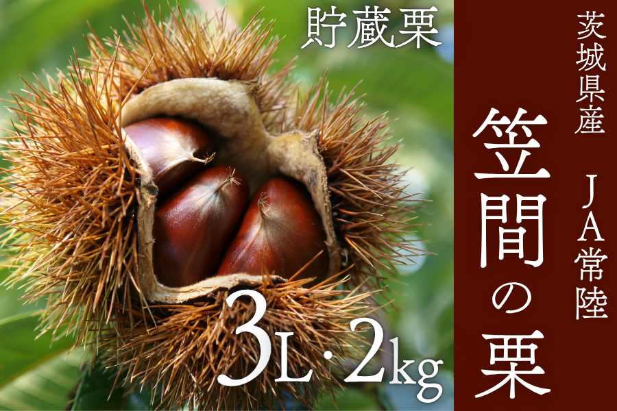 nene様ご相談用　茨城県笠間産　生栗 茨城県産『笠間(かさま)の栗』 JA常陸 3L・約2kg【11月上旬頃より順次