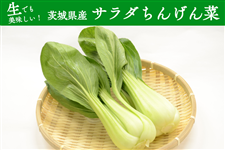 ���ł����������I��錧�Y�w�T���_���񂰂�؁xJA�Ȃ߂�����������