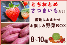 とちおとめ・さつまいも入り!産地におまかせお楽しみ野菜BOX 【12月中旬頃発送】
