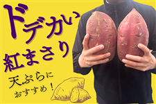 ���y2���Z�b�g�z��錧�Y �g�܂��� �� ��1�{800g�ȏ�̒�����T�C�Y�I�V�Ղ�ɍœK��