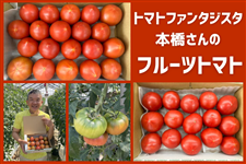 トマトファンタジスタ本橋さんの 茨城県稲敷市産「フルーツトマト」