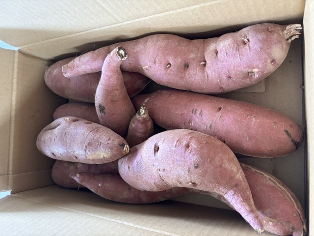 訳あり・不揃い】茨城県産『行方の黄福（こうふく）』約5kg（C品）JA