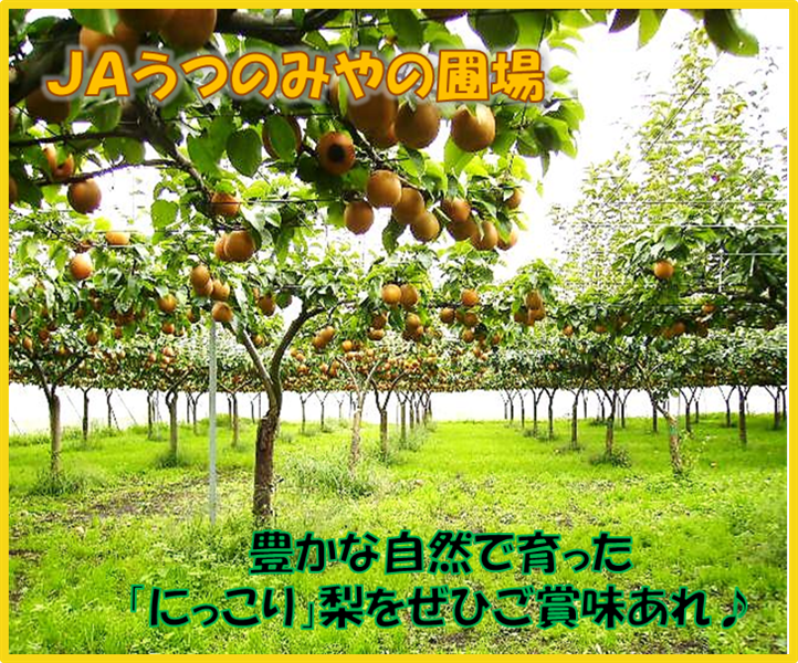 数量限定】梨 にっこり (約5kg/6～8玉) JAうつのみや産: とちぎ新鮮