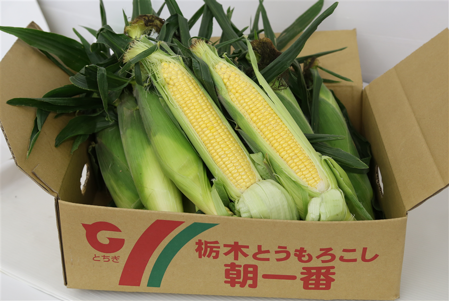 とうもろこし ゴールドラッシュ (約5kg/13本) JAおやま産 ※6/29~順次