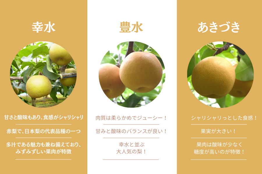 梨 豊水 (約5kg/秀12・14玉) JAうつのみや産※9/3~順次発送