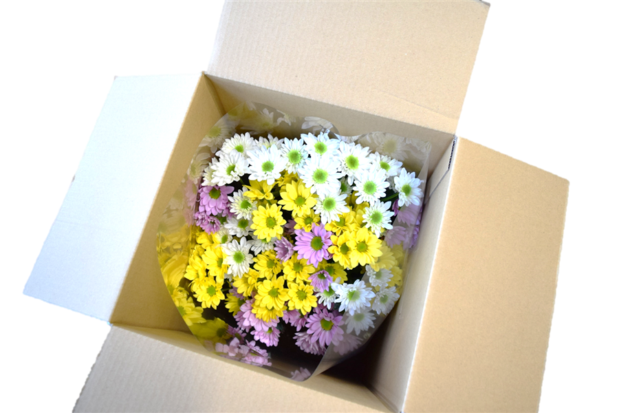 産地直送 通販 お取り寄せ 栃木県産 菊 スプレーマム 3色15本束 栃木のお花 とちぎ新鮮倉庫 jaタウン 産地直送 通販 お取り寄せ 栃木県産 菊 スプレーマム 3色15本束 栃木のお花 とちぎ新鮮倉庫 jaタウン