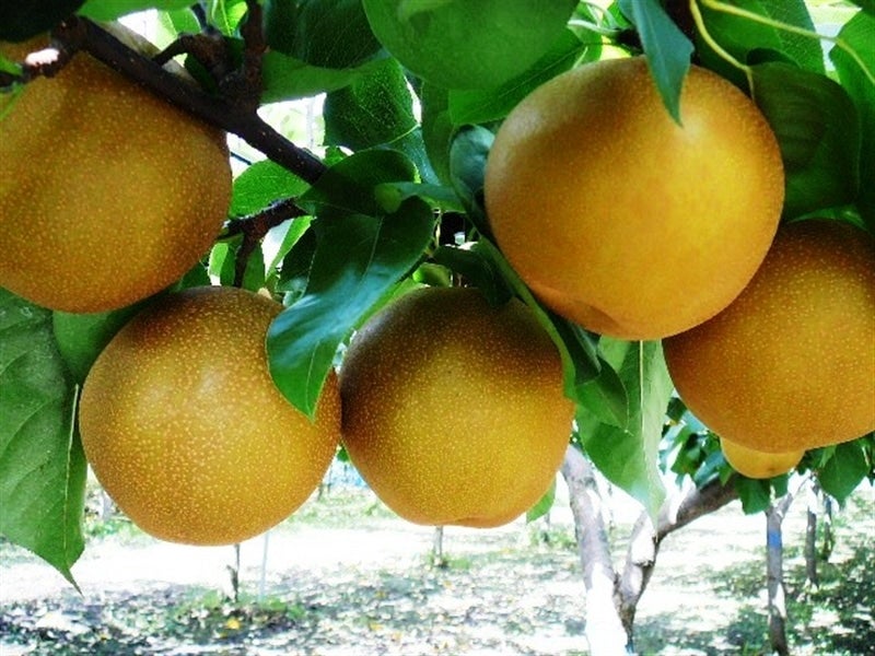 本場栃木産‼️  適熟のにっこり梨を産地直送します。5玉  3キロオーバー