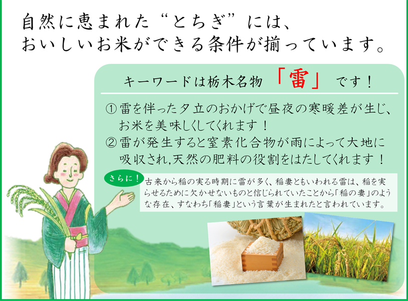 栃木県産 コシヒカリ 無洗米とちほのか (5kg): とちぎ新鮮倉庫