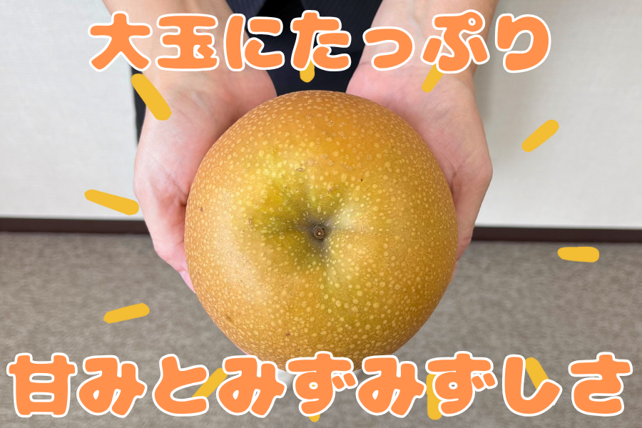 秋のJAタウン祭り】梨 にっこり (約5kg/秀5～9玉) 栃木県産 ※9/24頃