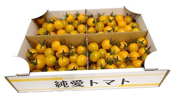 純愛トマト　 ミニトマト　イエローミミ (A/約２kg箱×３箱)　JA足利産