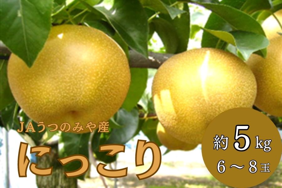 数量限定】梨 にっこり (約5kg/6～8玉) JAうつのみや産: とちぎ新鮮