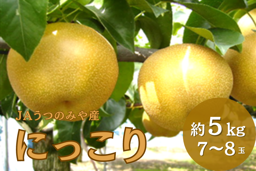 数量限定】梨 にっこり (約5kg/6～8玉) JAうつのみや産: とちぎ新鮮