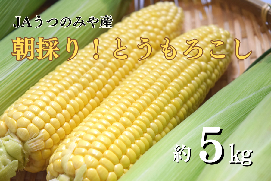 A2Lサイズ）JAうつのみや産:　とうもろこし（約5kg/14本　とちぎ新鮮倉庫|【ＪＡタウン】産地直送　通販　お取り寄せ