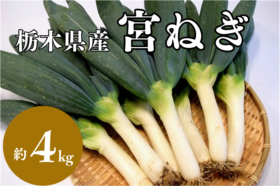 yʌIz{˂ (4kg/30`40{) JAY 12/8ȍ~o