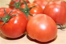 Premium7 トマト (約1.2kg×１箱) JAうつのみや産