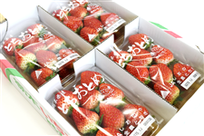  ƂƂ (260g×4pbN) Ȗ، JÂY