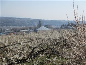nara-ume-10kg.jpg