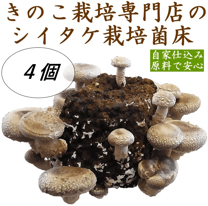 しいたけ栽培菌床　通販　お取り寄せ　４個:　新鮮ぐんまみのり館|【ＪＡタウン】産地直送