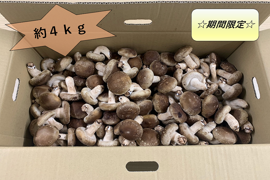 椎茸 Pantry&Lucky 干し椎茸 長崎県産 対馬椎茸 香信しいたけ 65g