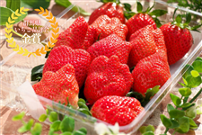 �Q�n���Y�������Q�i��A�\�[�g�Z�b�g�i500g×2P�j�i�������t�@�[���j