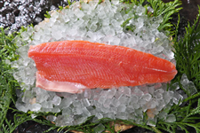 �M���q�J���t�B���i��T�O�O���j����܂̍ō����j�W�}�X