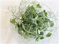 �s�[�V���[�g�@100g