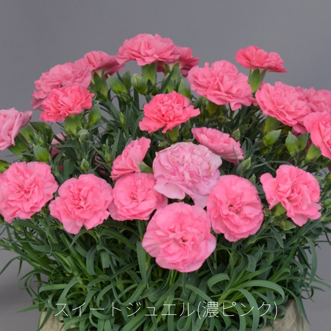 母の日」埼玉県産カーネーション 7号鉢 （ピンク系）: 埼玉・暮らしの