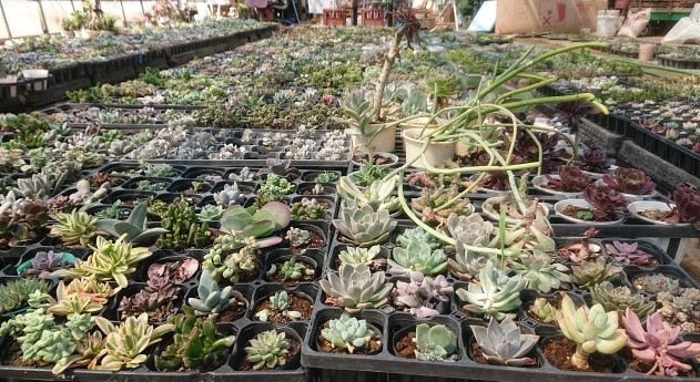 産地直送 通販 お取り寄せ生産者から直送 多肉植物寄せ植えキット ８月２日 販売開始 埼玉 暮らしのとなりが産地です ｊａタウン