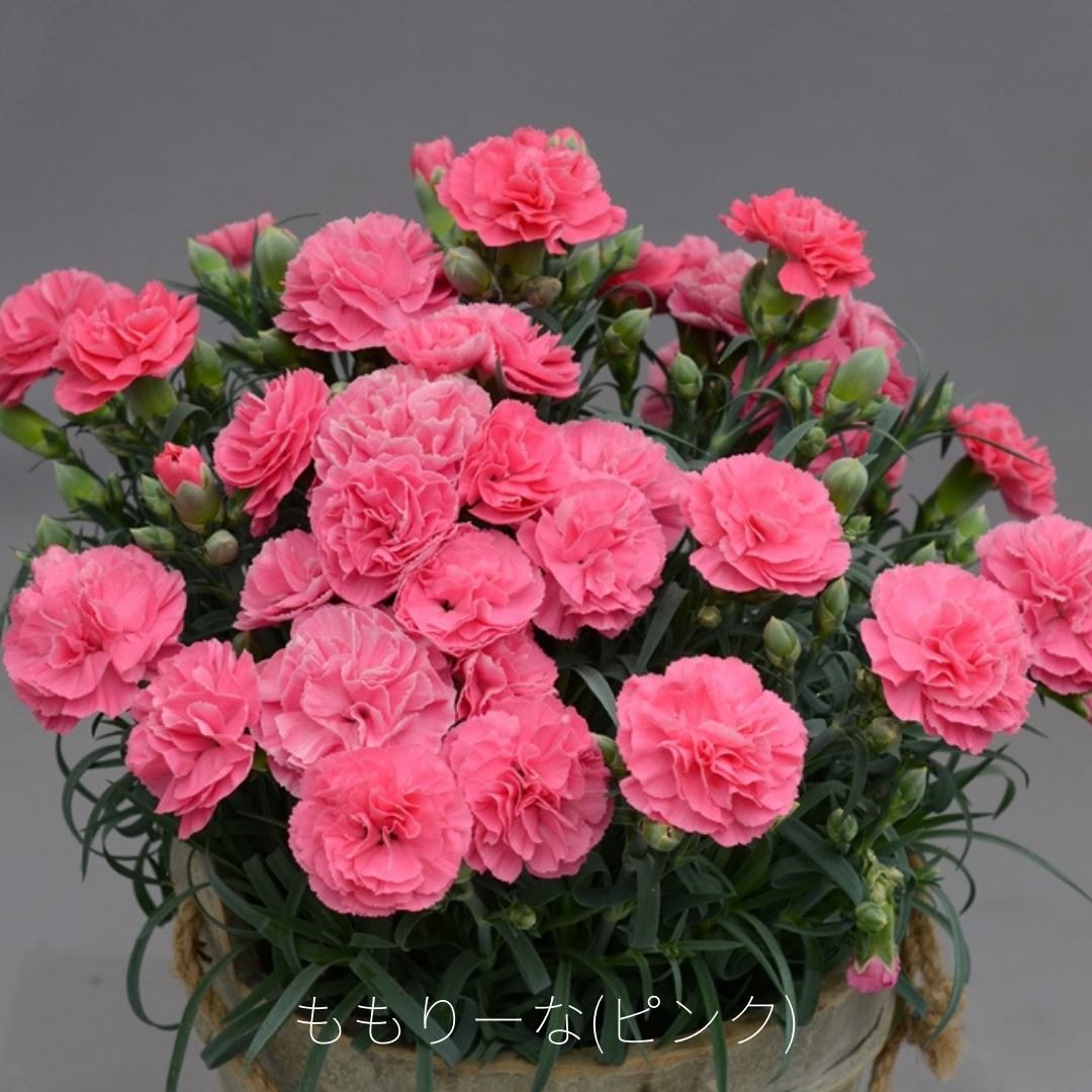 花籠 ( ピンク ) 1個 ピンク系おまかせアレンジメント P-13（カラー：ピンク）｜ ｜with