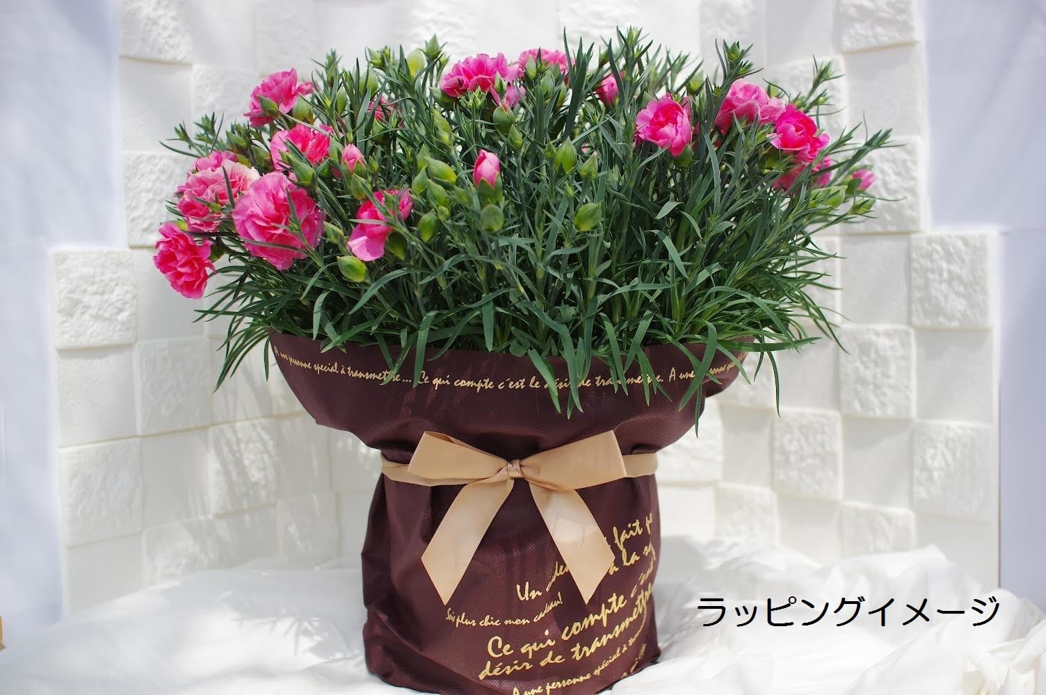 母の日」埼玉県埼玉県産カーネーション 7号鉢 （赤系）: 埼玉
