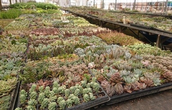 産地直送 通販 お取り寄せ生産者から直送 多肉植物寄せ植えキット 8月2日 販売開始 埼玉 暮らしのとなりが産地です jaタウン 産地直送 通販 お取り寄せ生産者から直送 多肉植物寄せ植えキット 8月2日 販売開始 埼玉 暮らしのとなりが産地です jaタウン