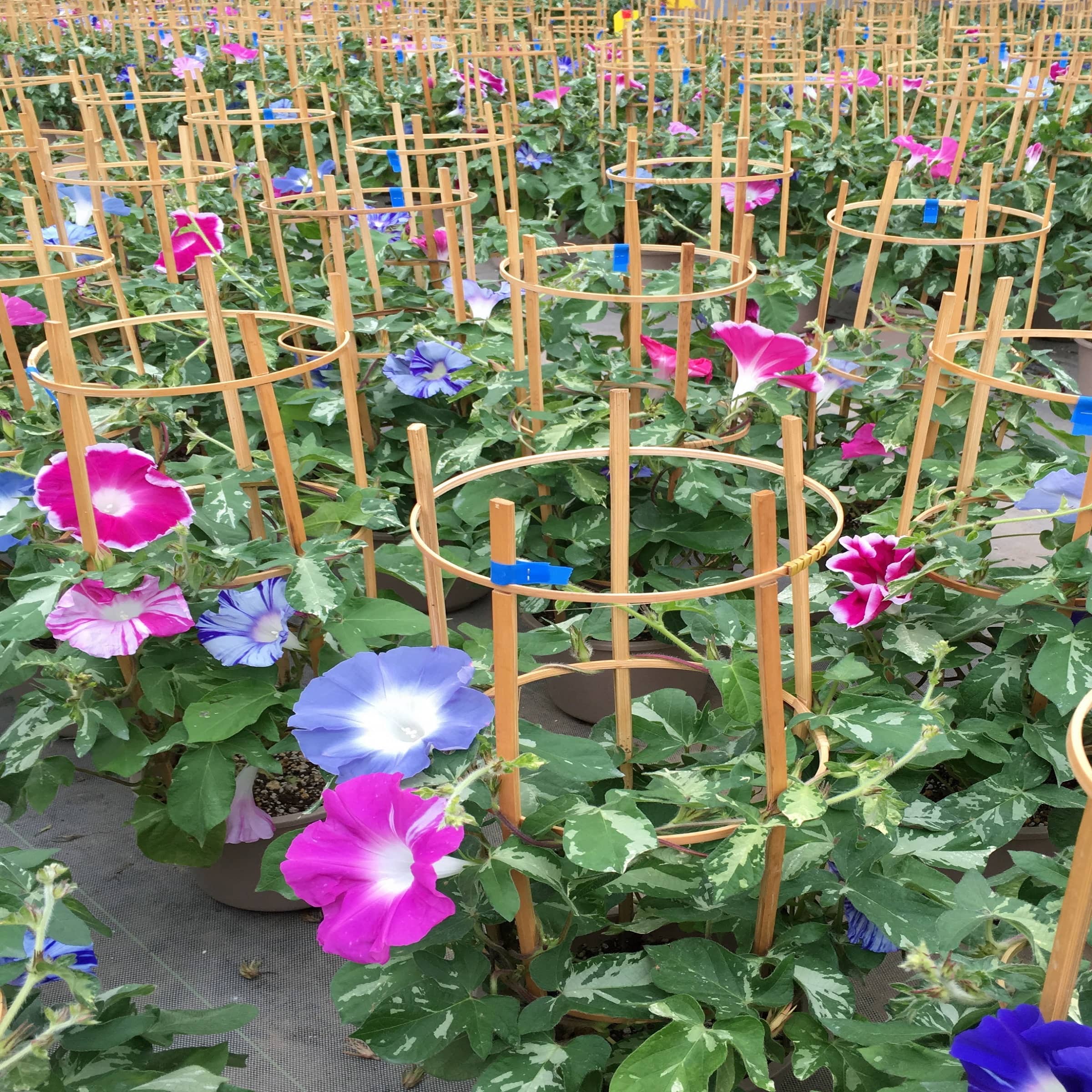 産地直送 通販 お取り寄せ夏の風物詩 行燈仕立て 朝顔６寸 ７月上旬 順次発送 埼玉 暮らしのとなりが産地です ｊａタウン