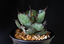 埼玉県産 多肉植物 アガベ(アガベチタノタブラックアンドブルー)