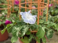 夏の風物詩 行燈仕立て 朝顔6寸 7月上旬～順次発送: 埼玉・暮らしの